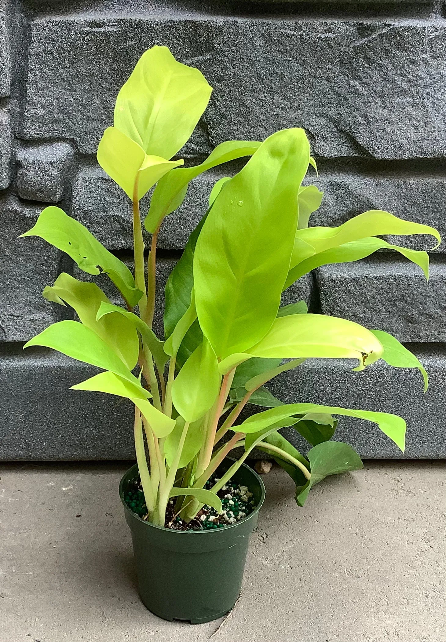 4" Philodendron: Lemon Lime