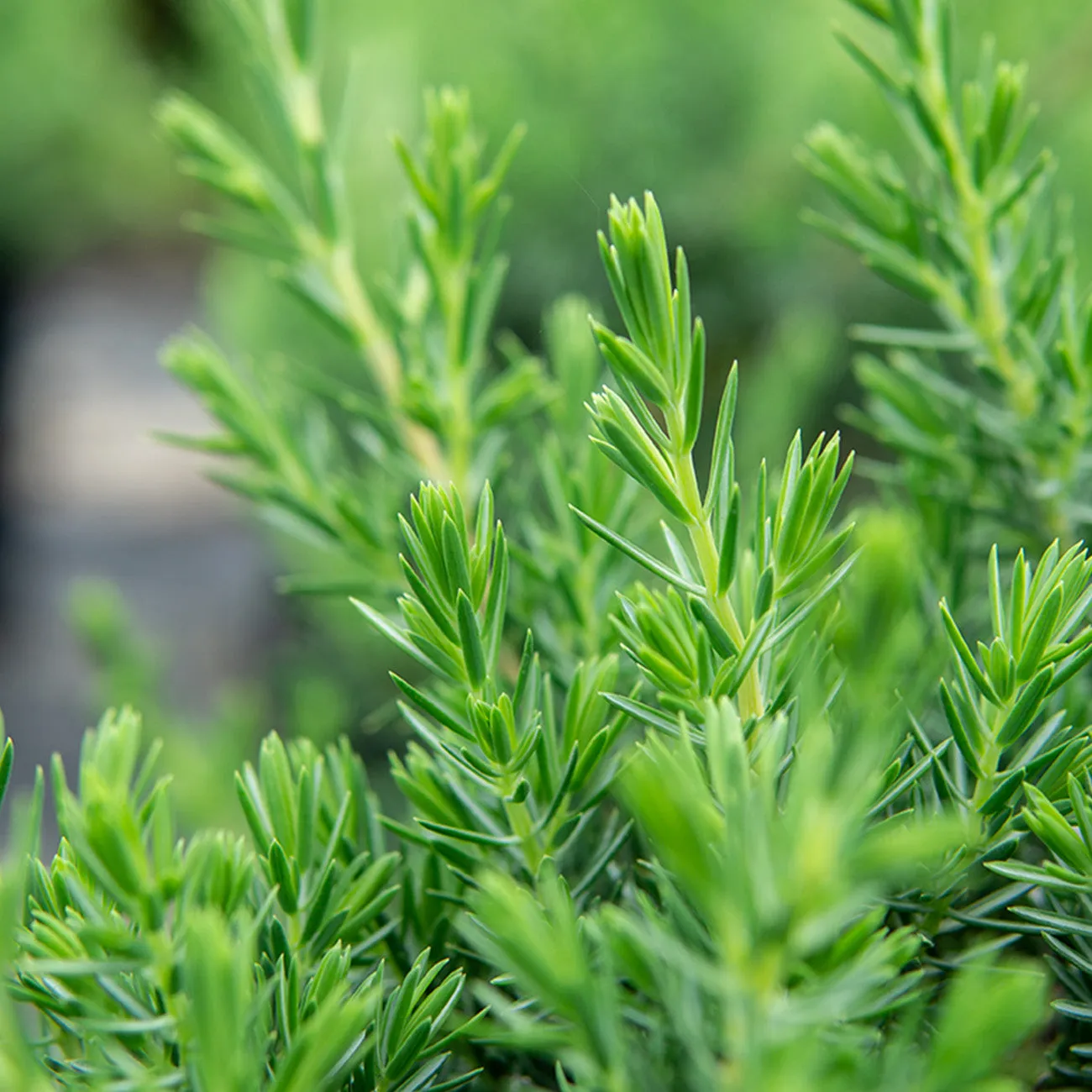 Blue Pacific Juniper Shrub