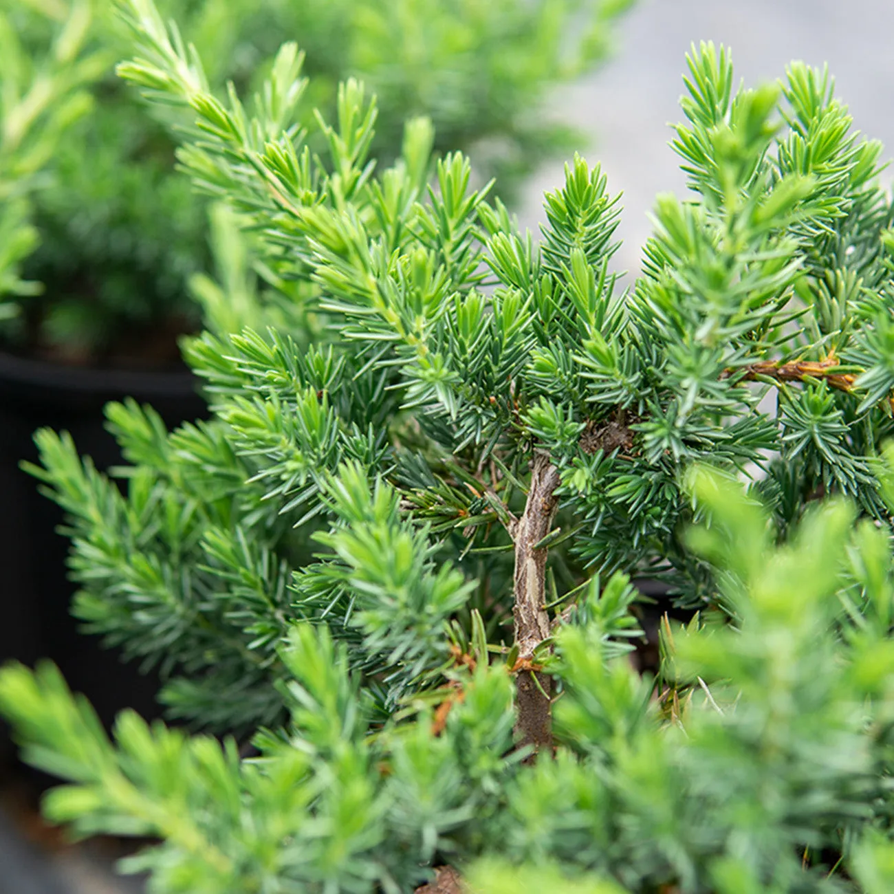 Blue Pacific Juniper Shrub