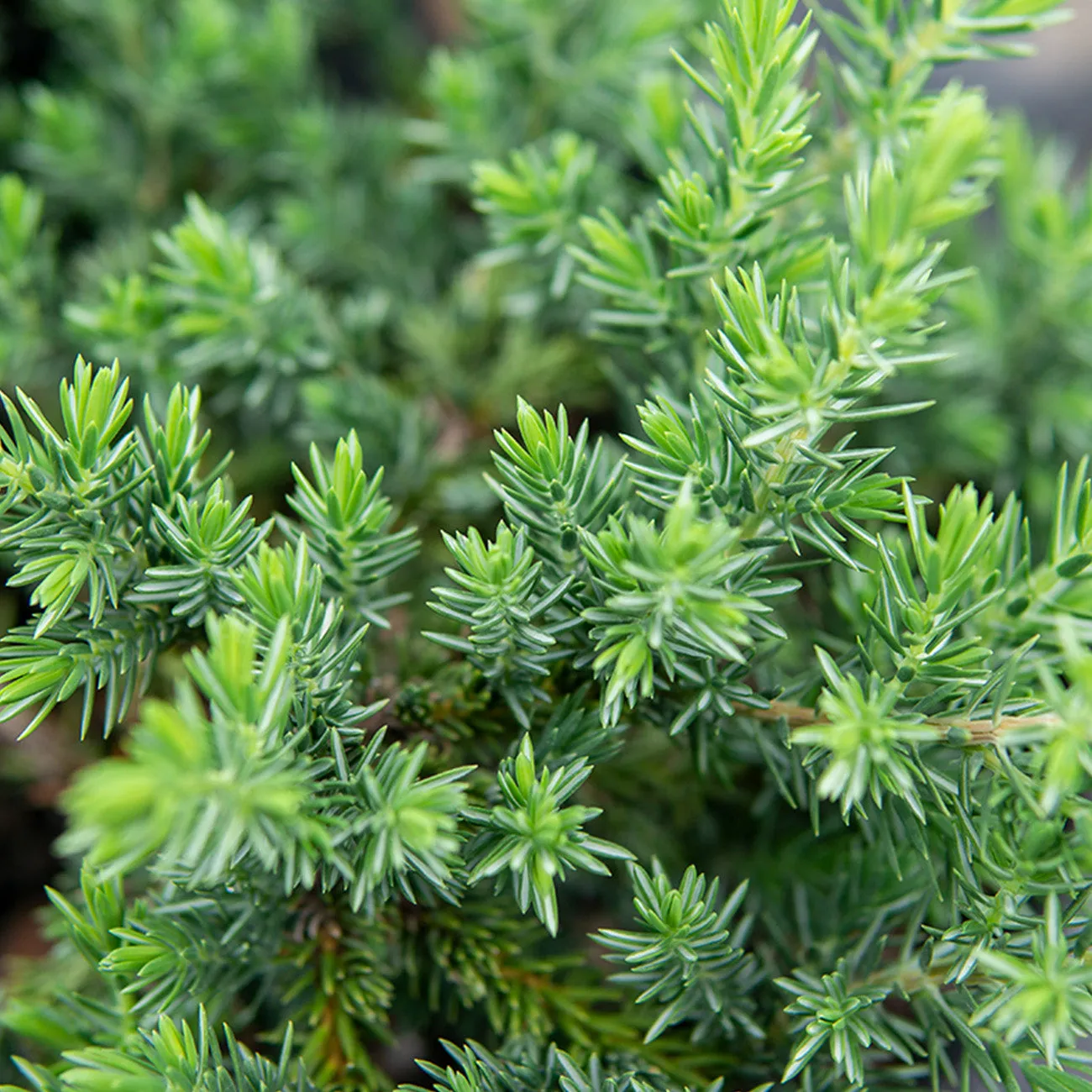 Blue Pacific Juniper Shrub