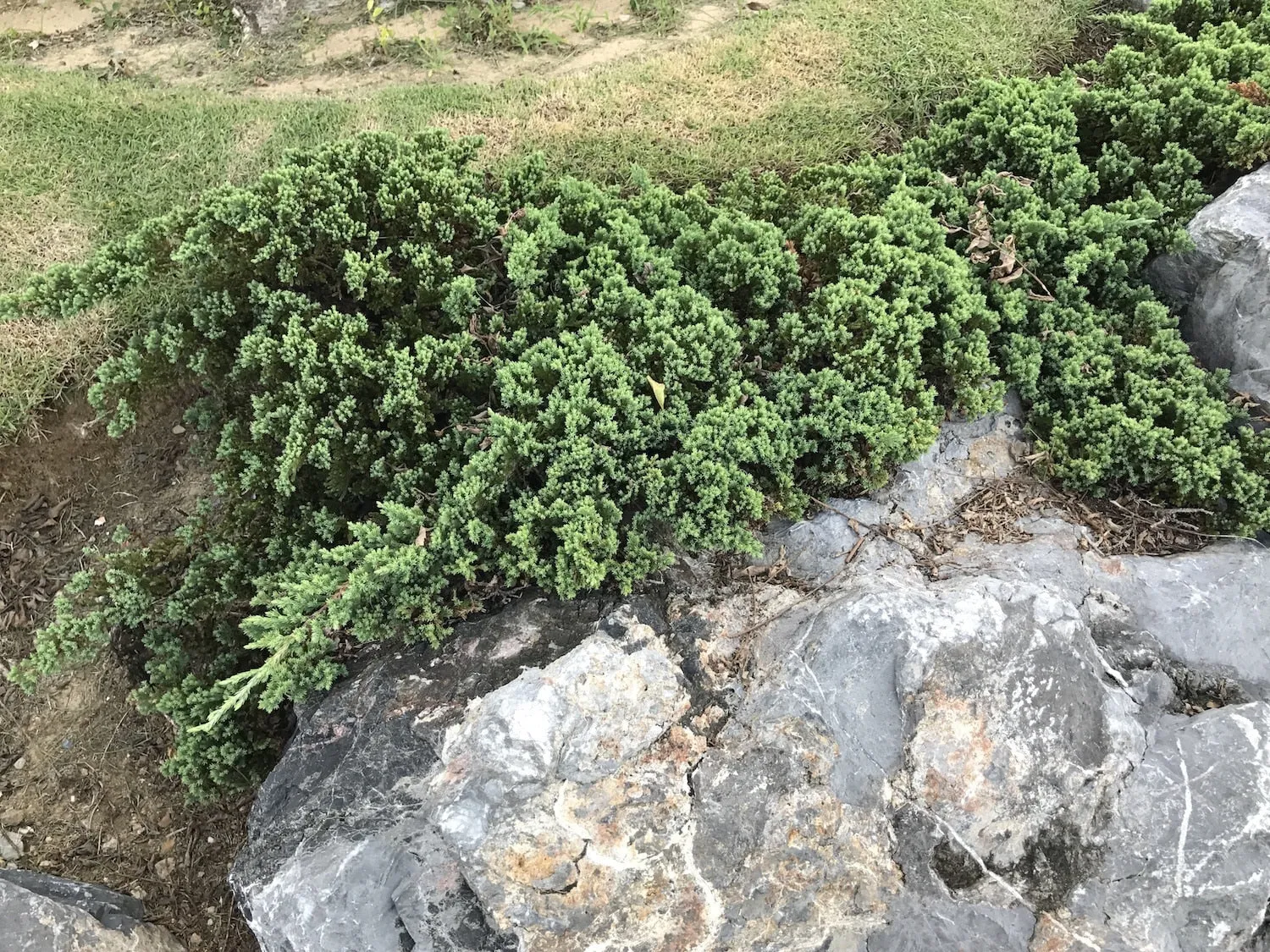 Blue Rug Juniper Shrub