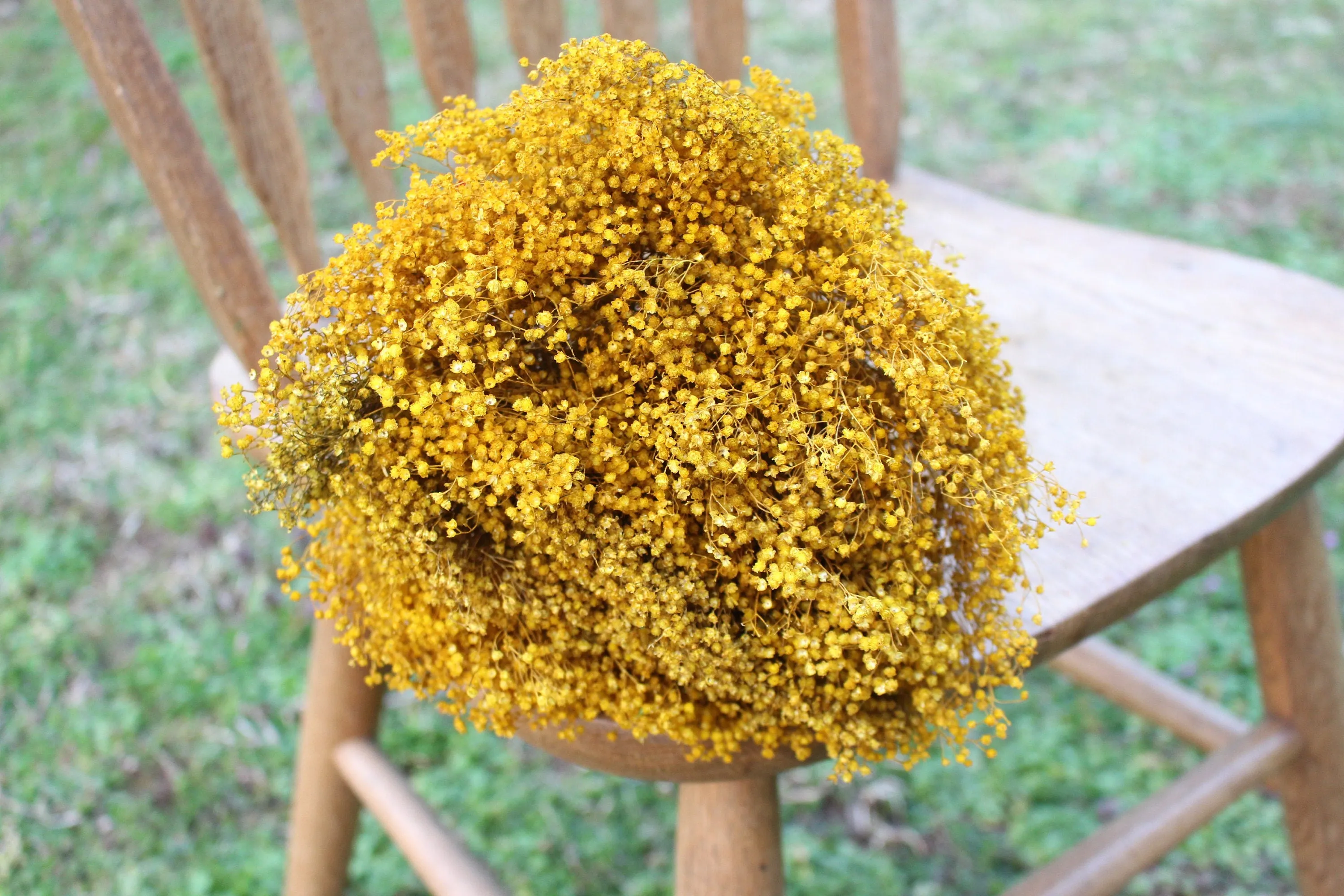 Yellow Mustard Broom Bloom Filler Cream Color/ Bouquet Filler